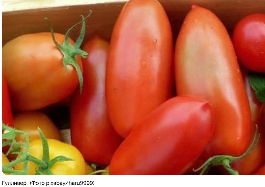 Топовые сорта кистевых томатов для вашего огорода в 2025 году