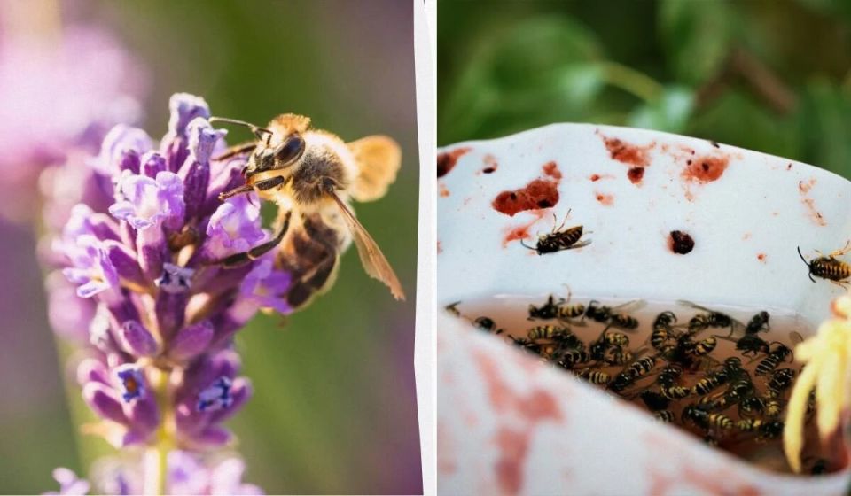 Эффективные методы борьбы с осами и шершнями: как защитить свою территорию