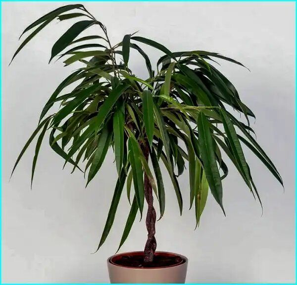 Фикус Али: изысканный акцент для любого интерьера