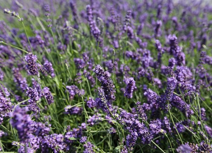 Лаванда в вашем саду: как ее стебли могут преобразить мульчирование