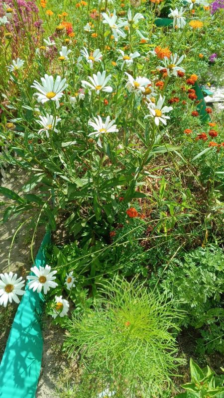 Блокада пятки: надежды не оправданы