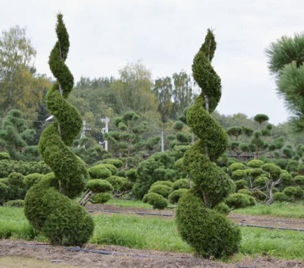 Как создать спиралевидную тую: пошаговое руководство для оживления сада