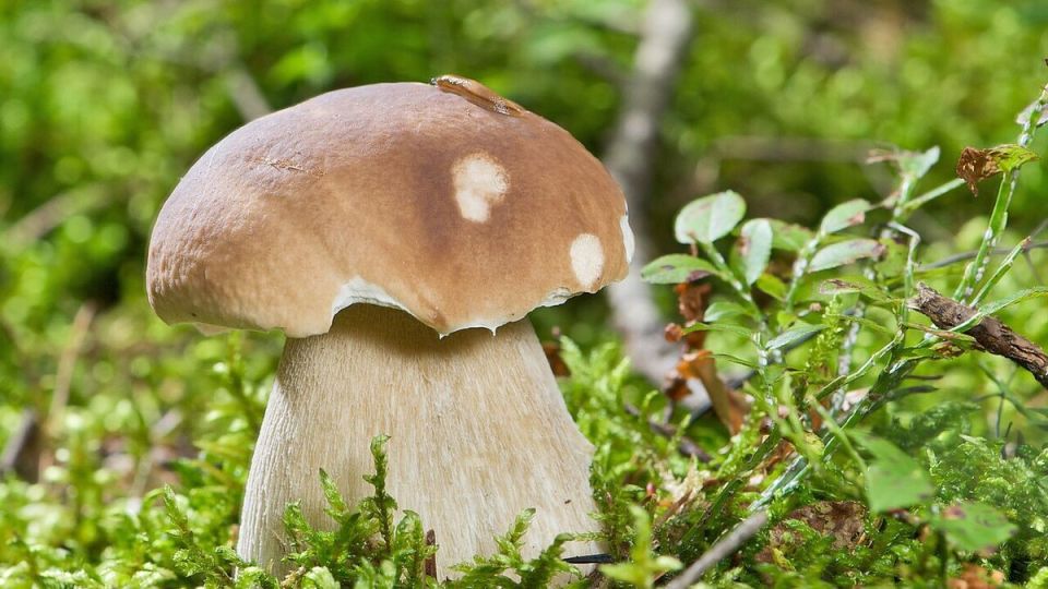 Как вырастить вкусные грибы на даче: пошаговое руководство