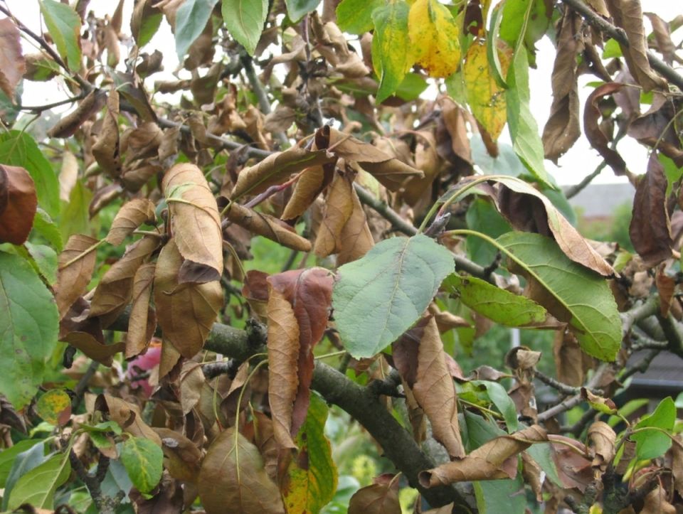 Садоводы против гербицидов: как защитить урожай от сорняков без химии