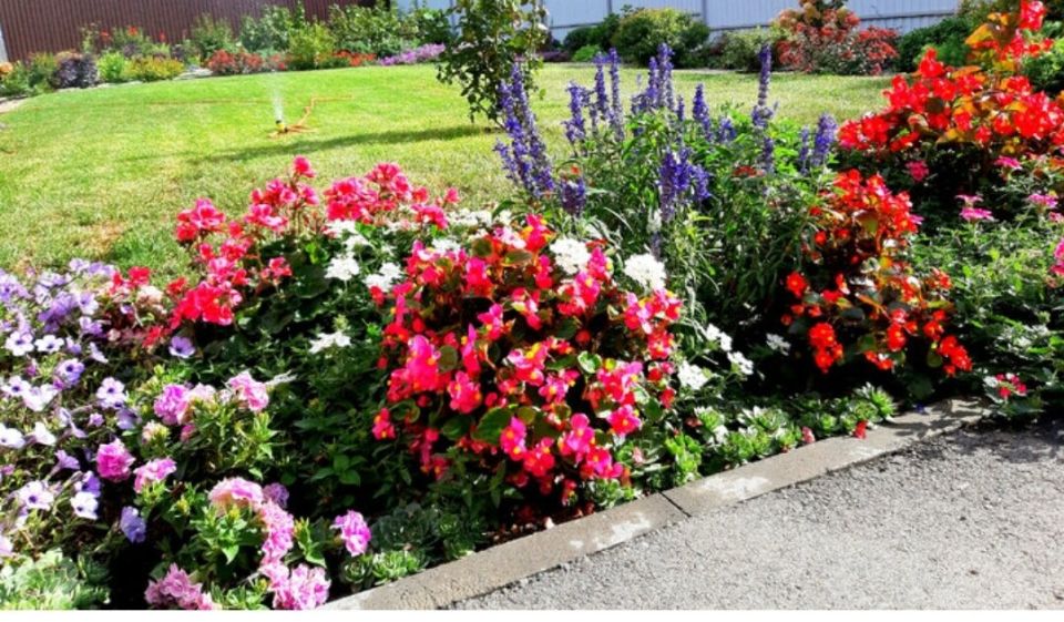 Как создать цветущий сад с бегониями: советы и идеи