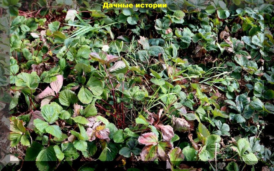 Как подготовить клубнику к зиме: практические советы для садоводов