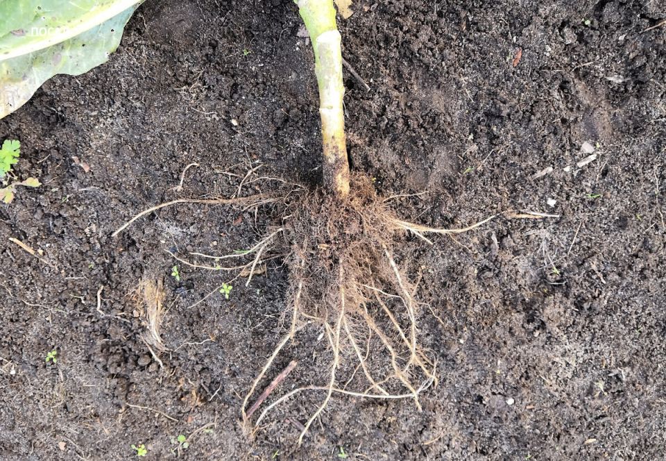 Зачем крестьяне оставляют кочерыжки на грядках? Интересные факты из прошлого и настоящего