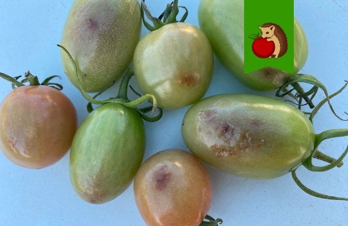 Как подготовить теплицу к осени, чтобы фитофтора не помешала вашим планам