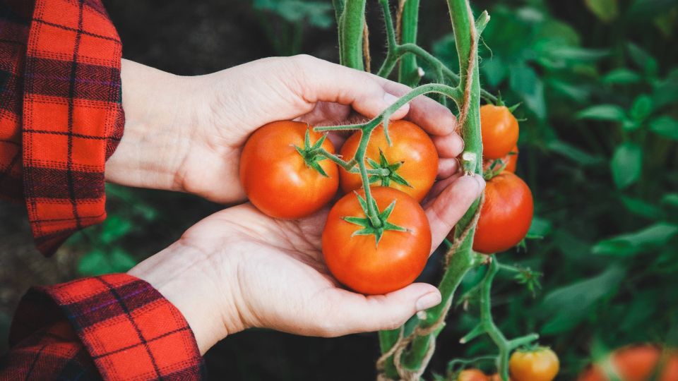 Помидоров получите в два раза больше: вот как поступают опытные садоводы