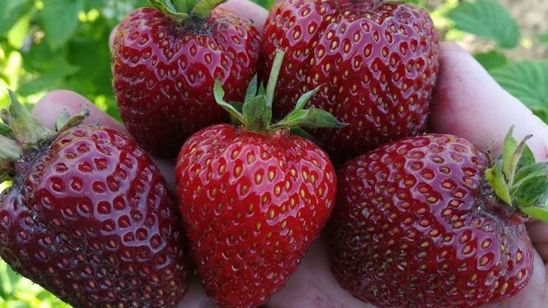 Пять сортов клубники, которые не подведут: секреты долгожительства на вашем участке