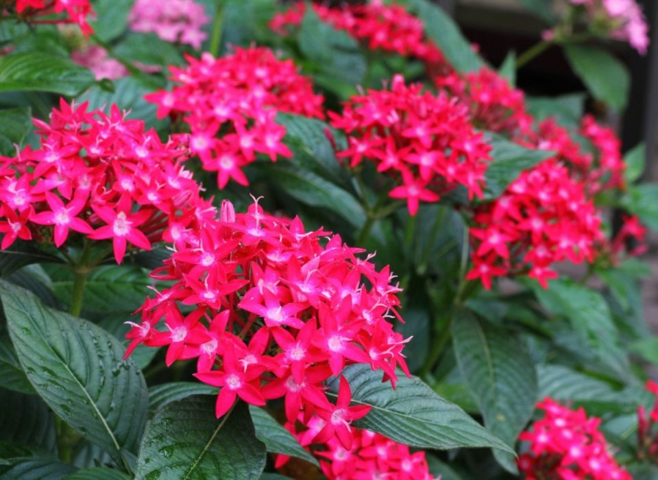 Пентас ланцетный: яркое украшение для вашего сада без лишних хлопот