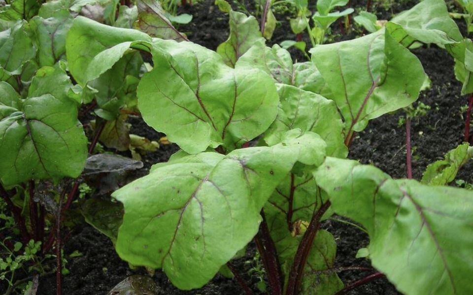 Скрытые сокровища на вашем огороде: чем полезна ботва корнеплодов