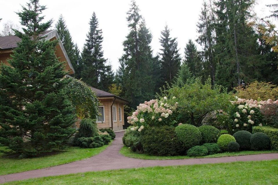 Как заботиться о ели: осенние советы для садоводов