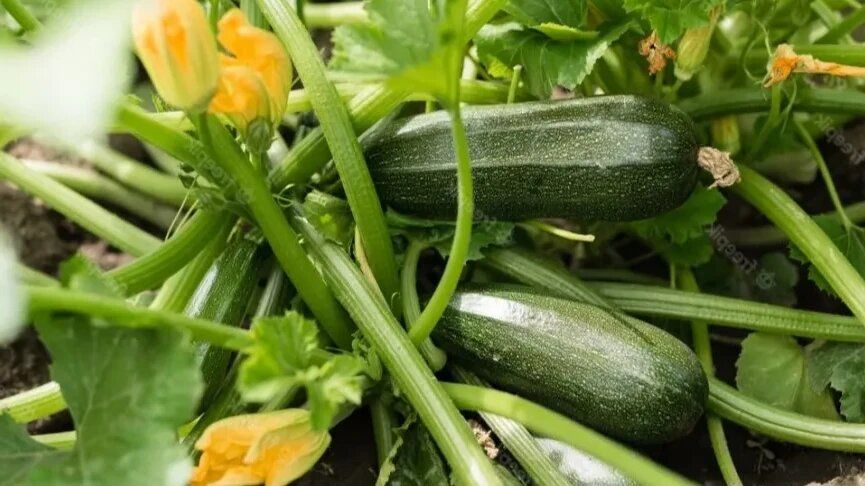 Секреты успешного выращивания кабачков: как избежать пустоцвета и увеличить урожай