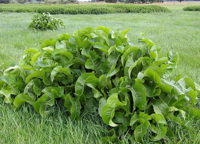 Листья хрена: неожиданный источник здоровья и красоты