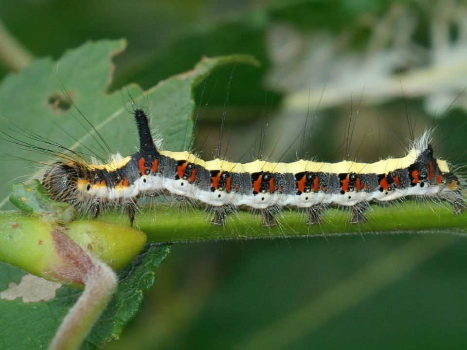 Как защитить свои деревья от гусениц: три эффективных метода