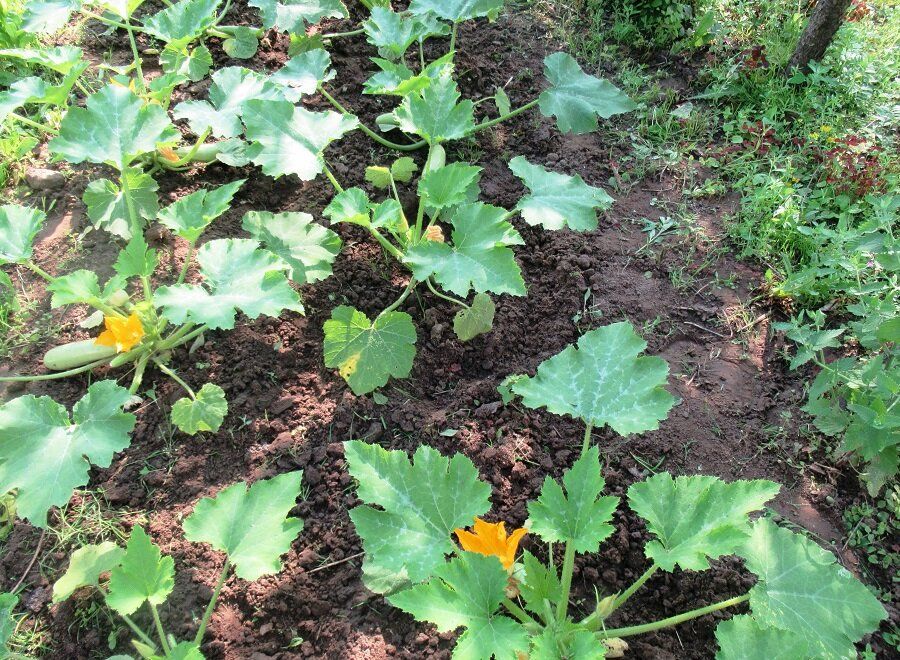Секреты урожая кабачков: как добиться успеха на огороде