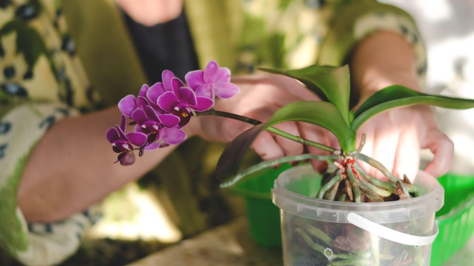 Шикарную орхидею можно вырастить из срезанного цветоноса: справится даже новичок