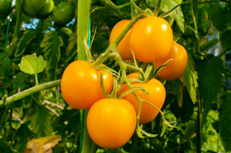 Золотые томаты: 11 сочных сортов для вашего огорода