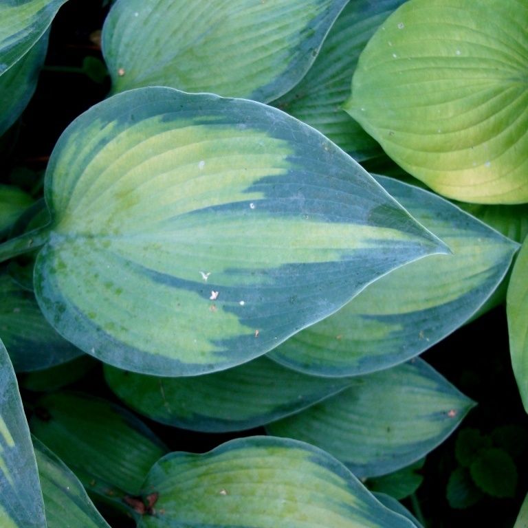 Секреты красоты хост: ТОП-7 самых изысканных сортов для вашего сада