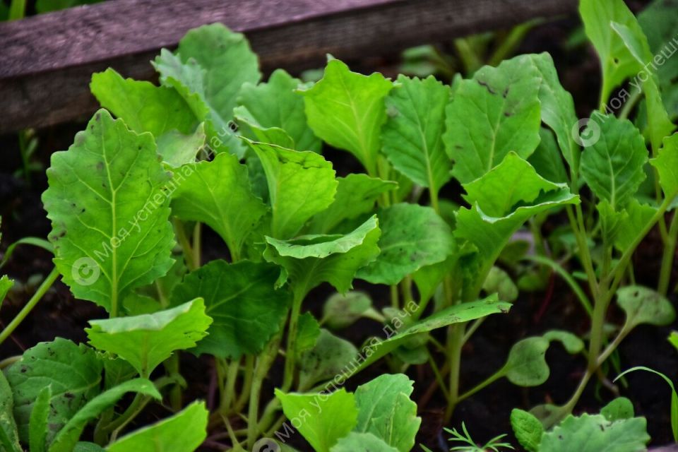 Как правильно подкармливать капусту: секреты успешного урожая