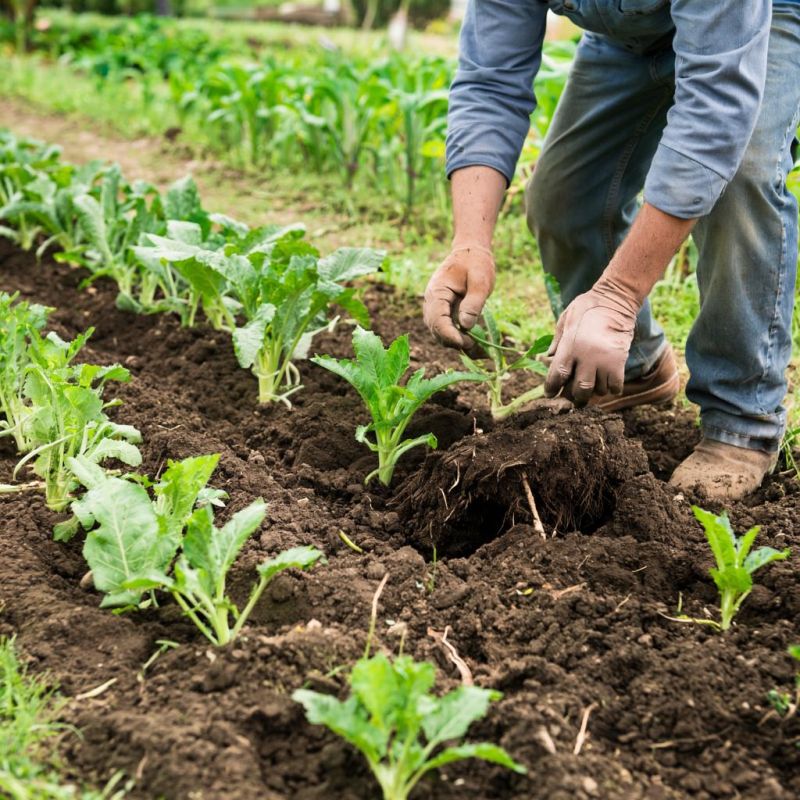 Осень в огороде: действительно ли перекопка защищает от вредителей?