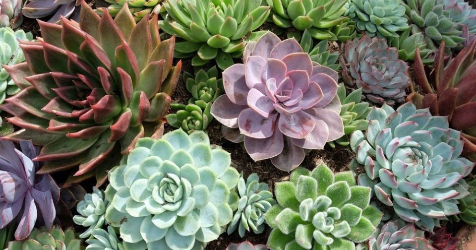 Эхеверия: как выбрать, ухаживать и размножать это красивое суккулентное растение