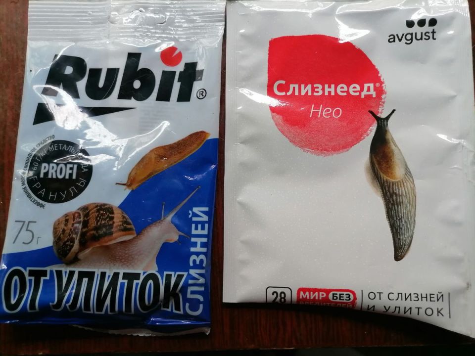 Слизни и треснувшая капуста: советы по борьбе и уходу в августе