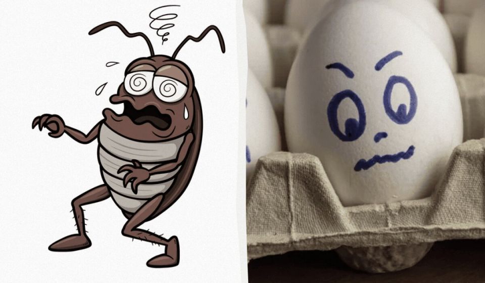 Тайное оружие против черных тараканов: как избавиться от назойливых гостей