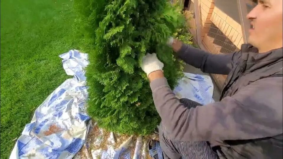 Подготовка туи к зиме: основные шаги