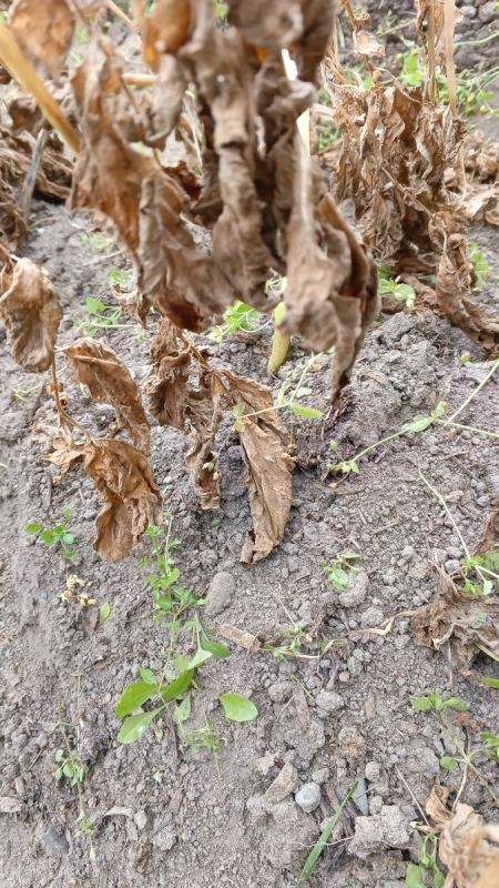 Почему чернеет картофельная ботва: разоблачение мифа о фитофторе