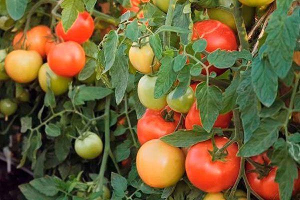 Сорт томатов Верочка: идеальный выбор для огородников всех уровней