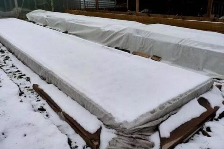 Ноябрь в саду: забота о будущем урожае и защита растений от зимних холодов