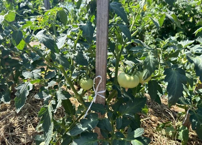 новый способ ухода за огурцами и помидорами: овсяные хлопья в качестве защиты и удобрения