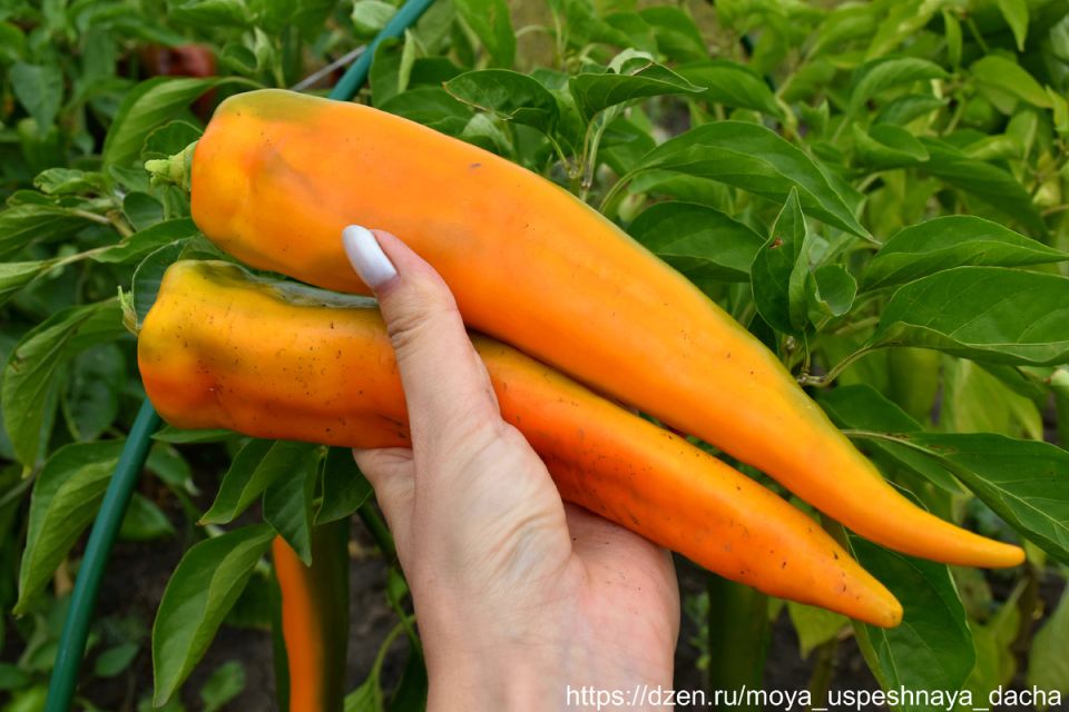 Новый перцовый хит сезона: сладкий и тонкостенный сорт "Аллюр" покоряет огородников