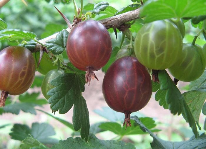 Выращивание крыжовника: практические советы для успешного сада