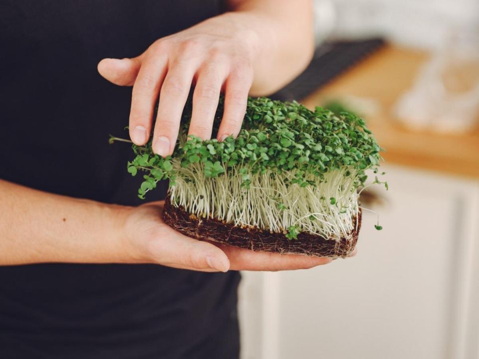Как микрозелень может украсить ваши зимние будни
