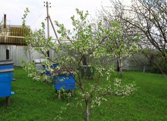 Плоскорез Фокина: незаменимый инструмент для любых мастеров