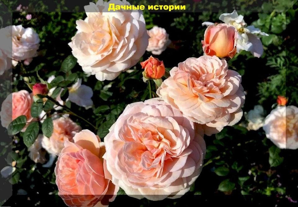 Секреты ухода за розами: как стать мастером цветочного садоводства