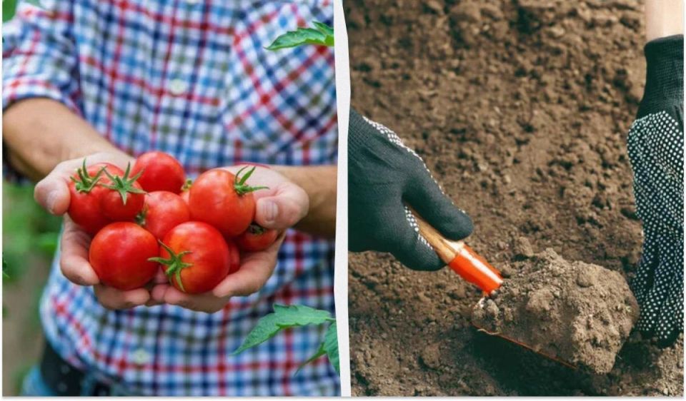 Как использовать помидоры для улучшения урожая на даче