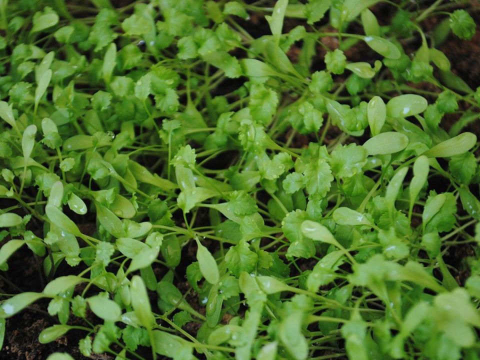 Водяной кресс-салат: новый лидер среди зелени для здоровья по версии ученых