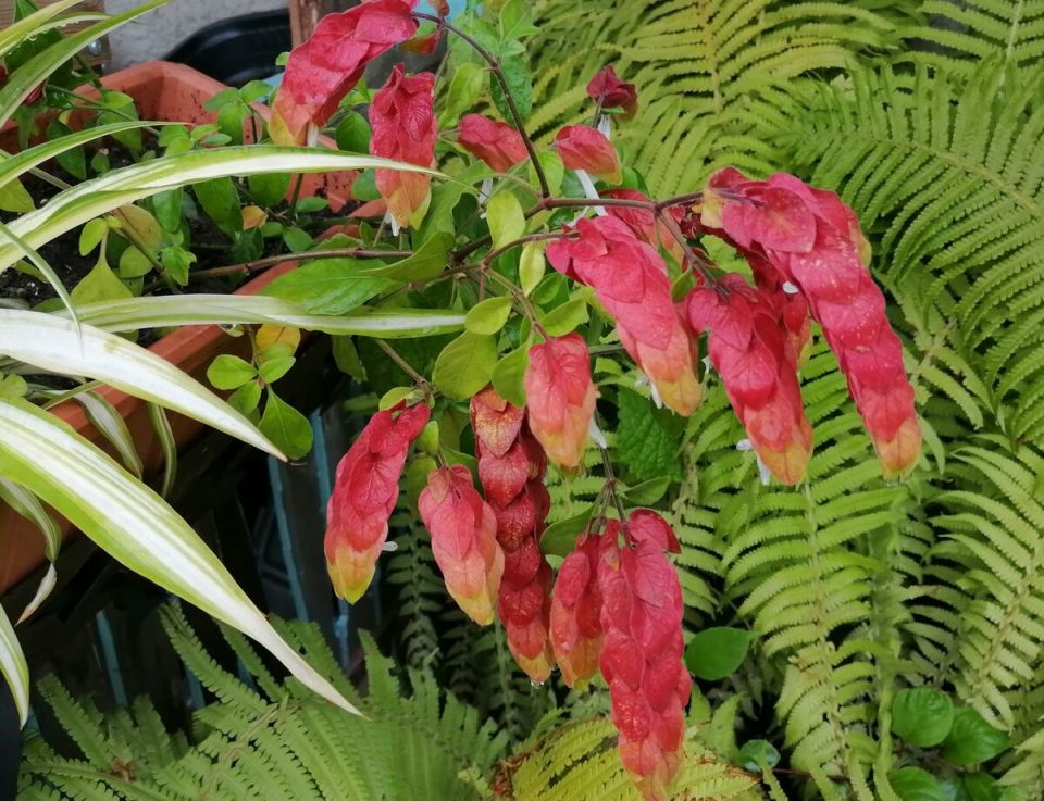 Необычная белопероне: новое вдохновение для вашего дома и сада