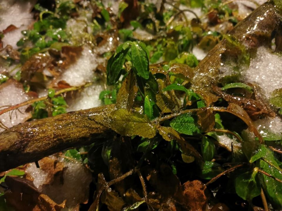 Когда под защитой нетканого материала погибают растения