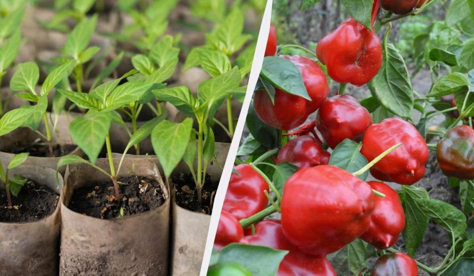 Субботнее волнение: лучшие дни для посева перца в 2025 году