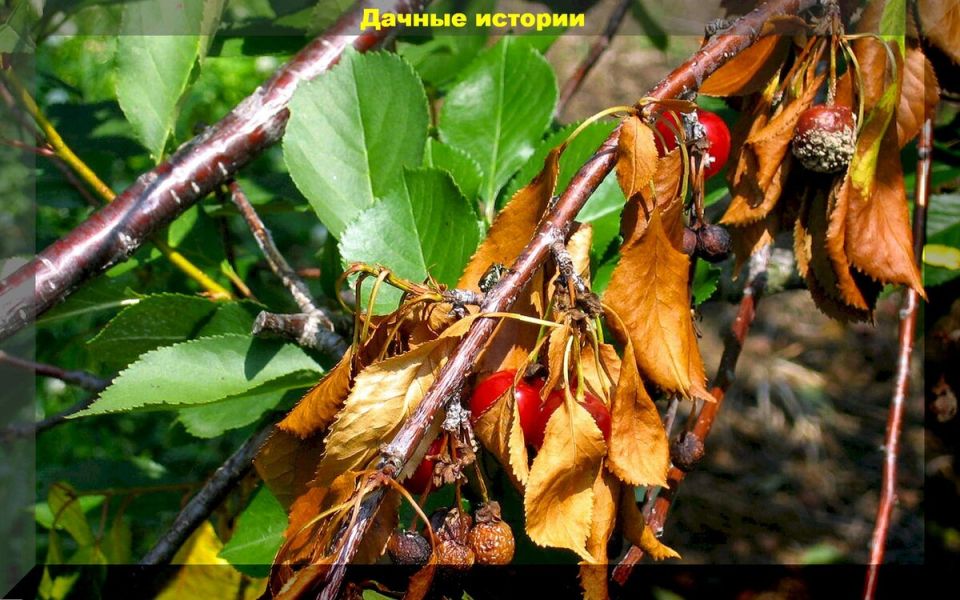 Как спасти черешню и другие дачные растения: Советы от экспертов