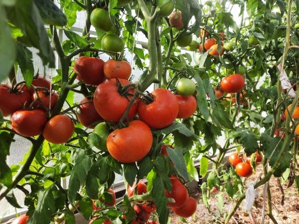 Как успешно вырастить томаты в условиях непредсказуемой погоды