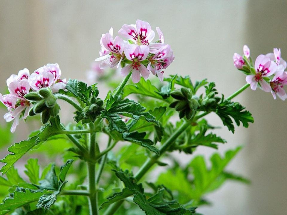 Секреты цветущей герани: простые шаги к яркому балкону