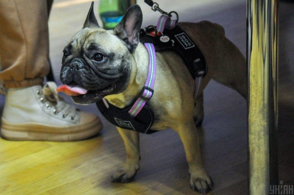 Интеллект собак: размер мозга и способности