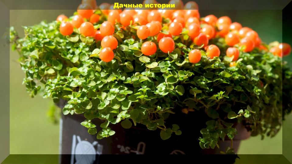 Плодовые комнатные растения: как вырастить урожай прямо на подоконнике