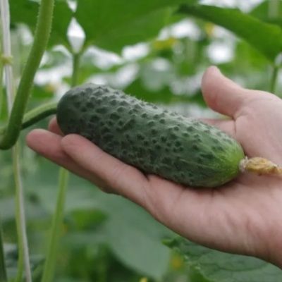 Огурец Директор: секреты успешного выращивания не только в теплице